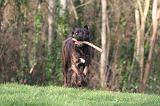 CANE CORSO 1379